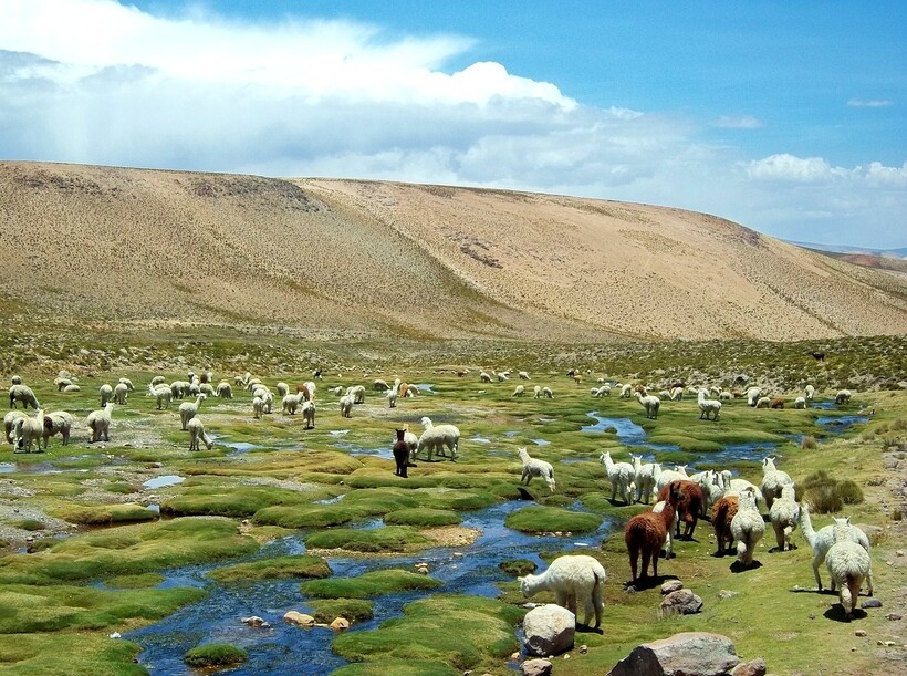 Фото: HugoHiram/pixabay.com Фото: HugoHiram/pixabay.com