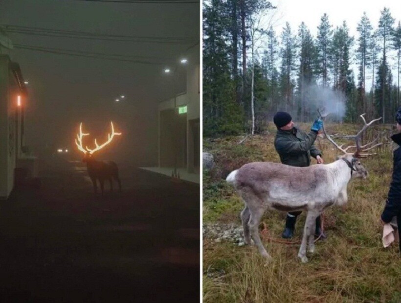 Блог - Светящиеся рога оленей и желтый пингвин: 8 вещей, о которых не каждый знает Светящиеся рога оленей и желтый пингвин: 8 вещей, о которых не каждый знает