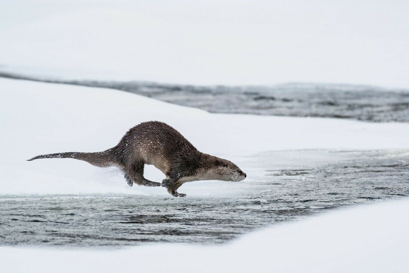 Фото: Yellowstone National Park/flickr.com Фото: Yellowstone National Park/flickr.com