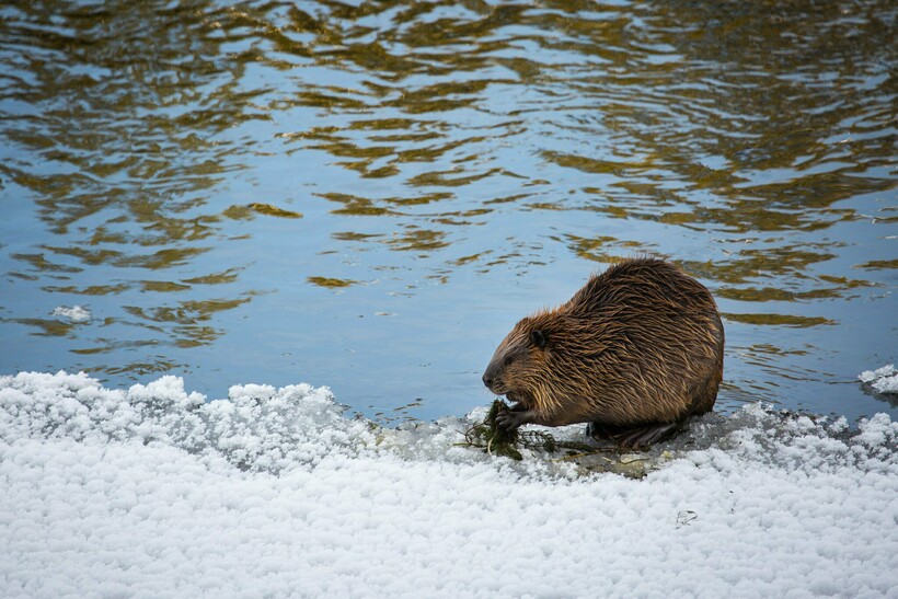 Фото: Yellowstone National Park/flickr.com Фото: Yellowstone National Park/flickr.com