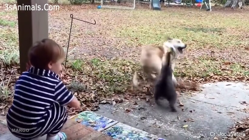 Блог - Видео: Кот со стальным характером и другие животные, которые защитили маленьких детей Видео: Кот со стальным характером и другие животные, которые защитили маленьких детей