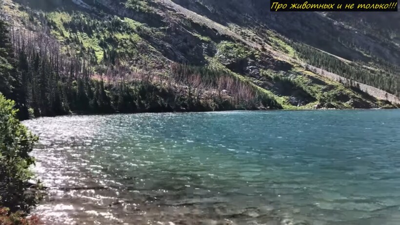 Блог - Видео: Мужчина снял на камеру древнее мифическое существо Видео: Мужчина снял на камеру древнее мифическое существо