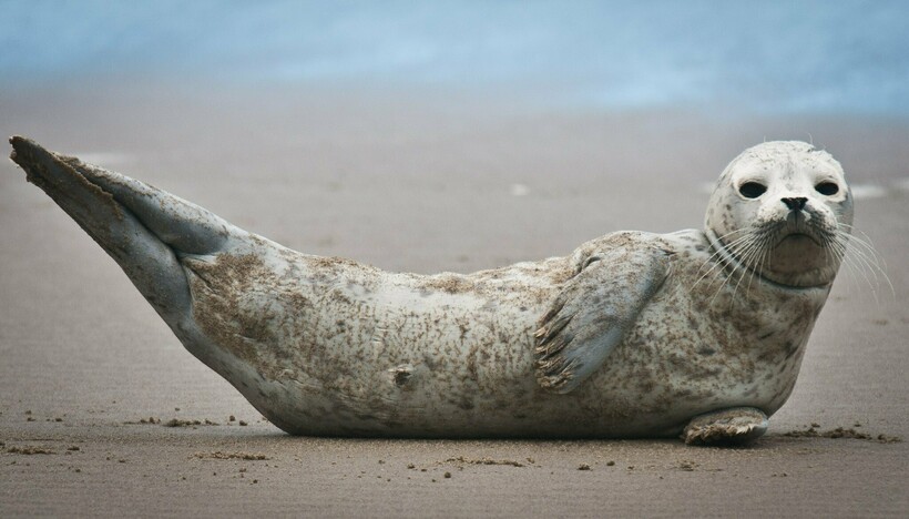 Фото: Northwest Power and Conservation Council/flickr.com Фото: Northwest Power and Conservation Council/flickr.com