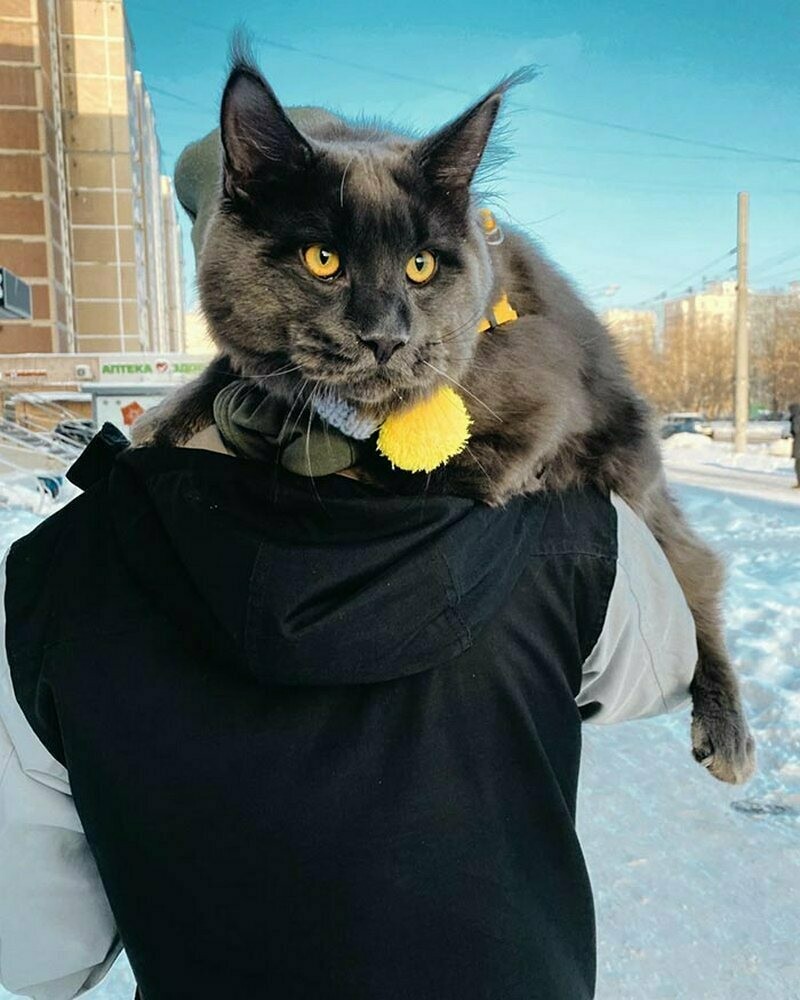 Блог - 15 фото кота Винсента, который вырос гигантским и обзавелся собачьим характером 15 фото кота Винсента, который вырос гигантским и обзавелся собачьим характером