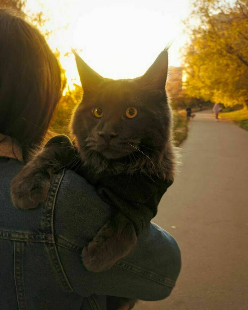 Блог - 15 фото кота Винсента, который вырос гигантским и обзавелся собачьим характером 15 фото кота Винсента, который вырос гигантским и обзавелся собачьим характером