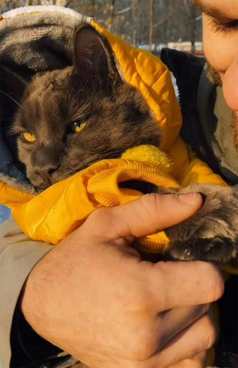 Блог - 15 фото кота Винсента, который вырос гигантским и обзавелся собачьим характером 15 фото кота Винсента, который вырос гигантским и обзавелся собачьим характером