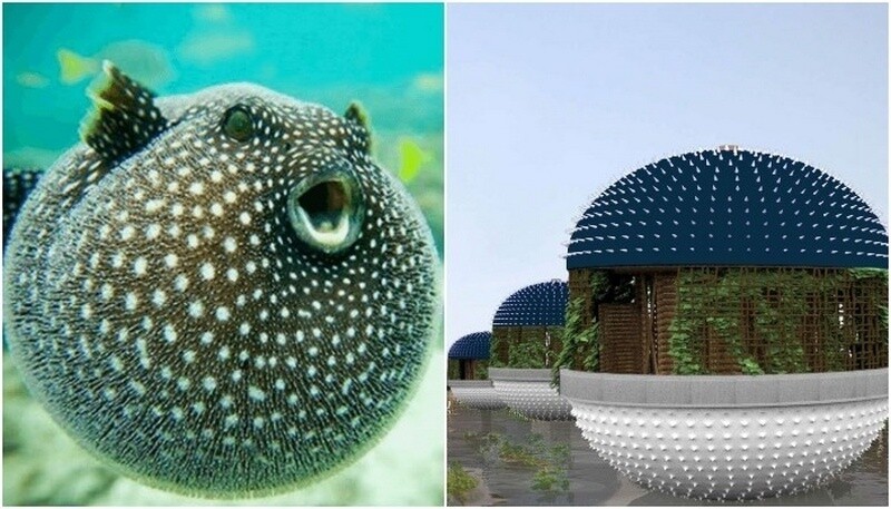 Дом, вдохновленный иглобрюхими. Фото: mymodernmet.com Дом, вдохновленный иглобрюхими. Фото: mymodernmet.com