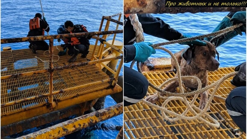 Блог - Видео: Нефтяники впали в ступор, когда увидели в воде собаку, в 200 км от берега Видео: Нефтяники впали в ступор, когда увидели в воде собаку, в 200 км от берега