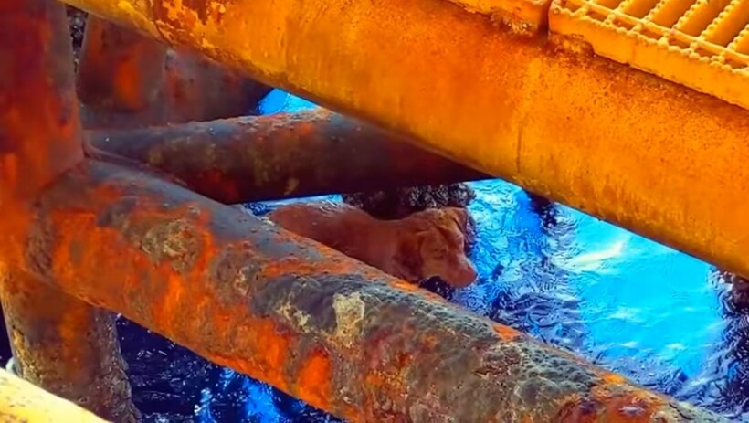 Блог - Видео: Нефтяники впали в ступор, когда увидели в воде собаку, в 200 км от берега Видео: Нефтяники впали в ступор, когда увидели в воде собаку, в 200 км от берега