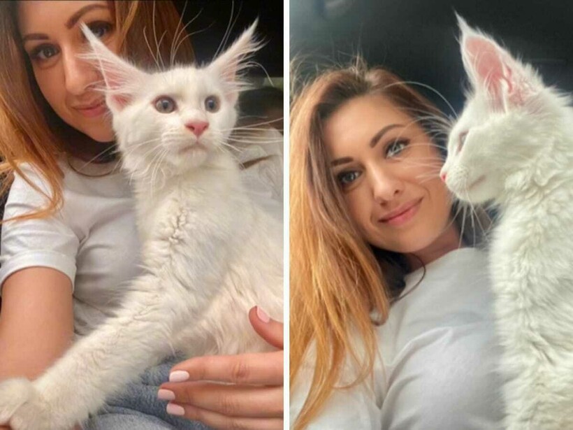 Блог - Девушка завела котенка, а из него вырос громаднейший кот, которого путают с собакой Девушка завела котенка, а из него вырос громаднейший кот, которого путают с собакой