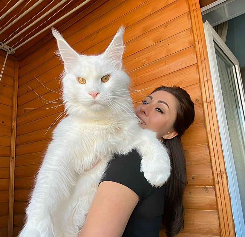 Блог - Девушка завела котенка, а из него вырос громаднейший кот, которого путают с собакой Девушка завела котенка, а из него вырос громаднейший кот, которого путают с собакой