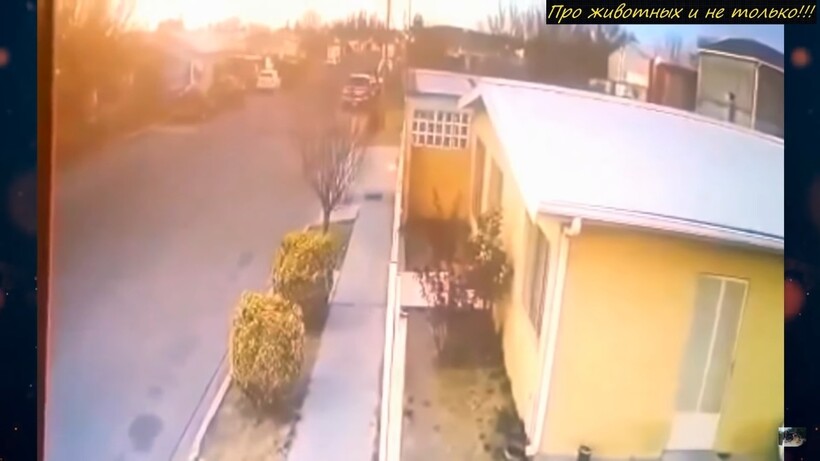 Блог - Видео: Огромная стая птиц в один миг рухнула на улицу — загадочный феномен Видео: Огромная стая птиц в один миг рухнула на улицу — загадочный феномен