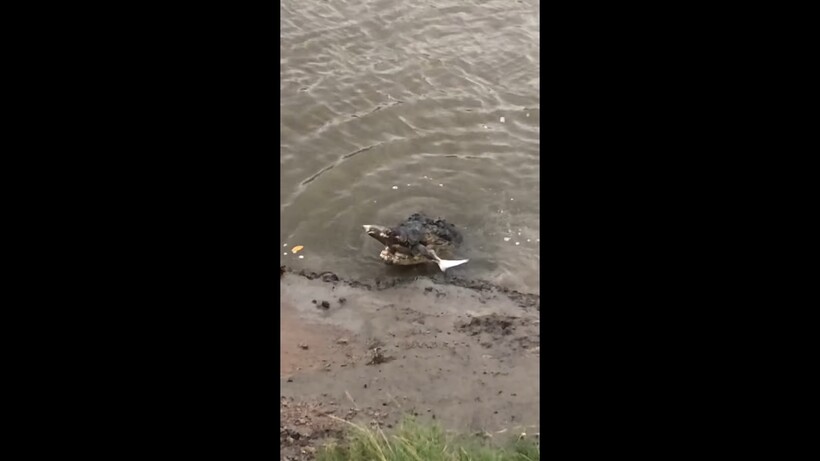 Блог - Видео: Огромный крокодил напал на акулу на глазах у людей Видео: Огромный крокодил напал на акулу на глазах у людей