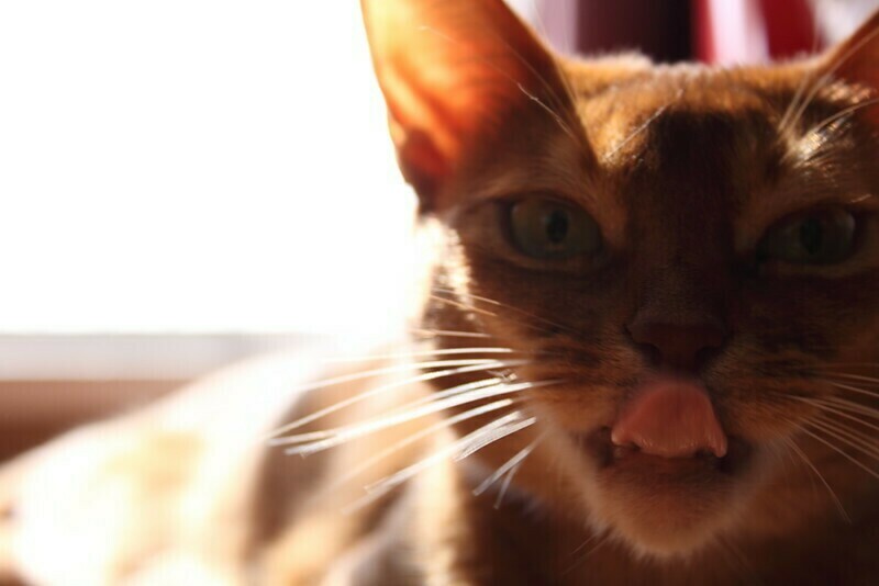 Фото: amenohi/flickr.com Фото: amenohi/flickr.com