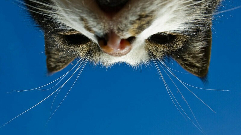 Фото: Renars/flickr.com Фото: Renars/flickr.com