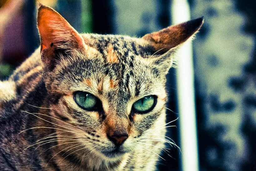 Фото: Yesudeep Mangalapilly / flickr.com Фото: Yesudeep Mangalapilly / flickr.com
