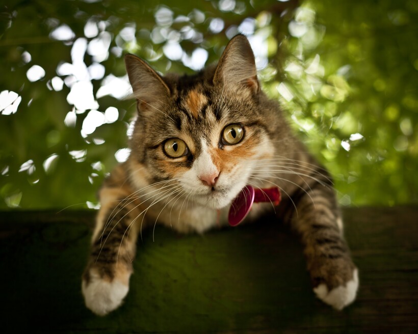 Фото: Richard Ashurst / flickr.com Фото: Richard Ashurst / flickr.com