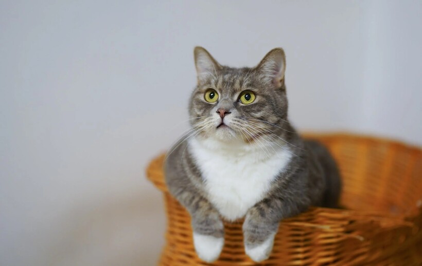 Фото: Cats Coming / pexels.com Фото: Cats Coming / pexels.com