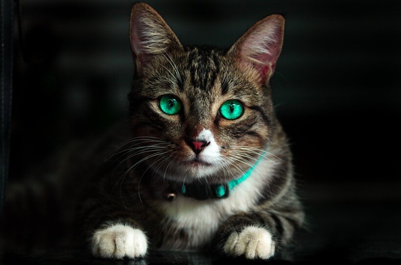 Фото: Kelvin Valerio / pexels.com Фото: Kelvin Valerio / pexels.com