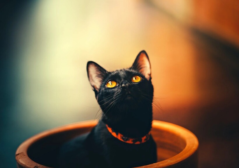 Фото: Helena Lopes / pexels.com Фото: Helena Lopes / pexels.com