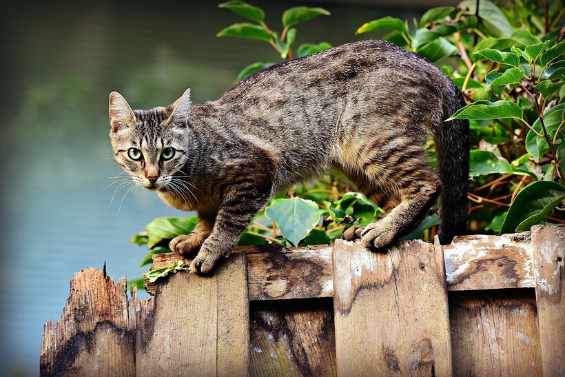 Фото: MabelAmber / pixabay.com Фото: MabelAmber / pixabay.com