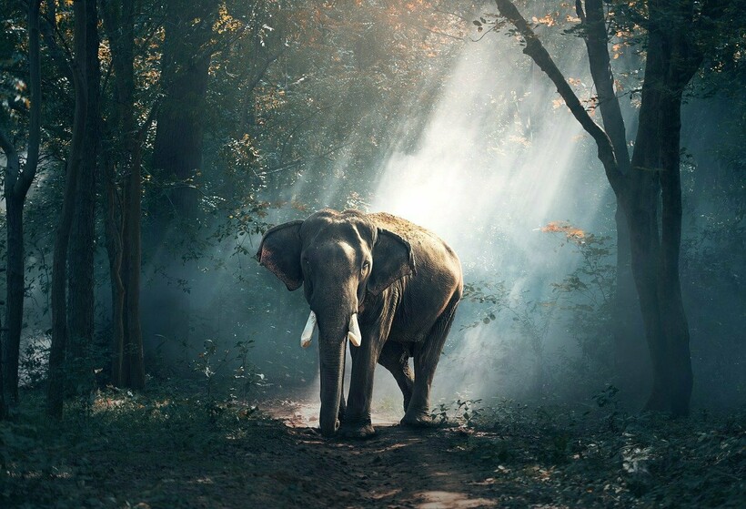 Фото:sasint/pixabay.com Фото:sasint/pixabay.com