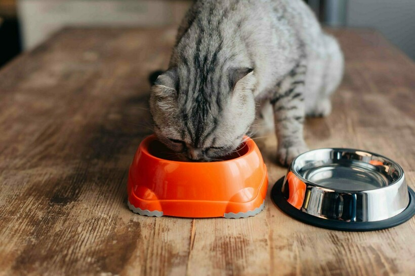 Блог - 10 людей, которые вначале были против «грязного кота», но потом что-то пошло не так 10 людей, которые вначале были против «грязного кота», но потом что-то пошло не так