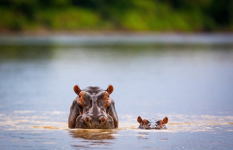 Фото: Will Burrard-Lucas / iso.500px.com Фото: Will Burrard-Lucas / iso.500px.com