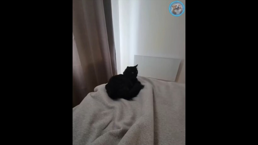 Блог - Видео: Самые забавные моменты с домашними животными, которые попали на камеру Видео: Самые забавные моменты с домашними животными, которые попали на камеру