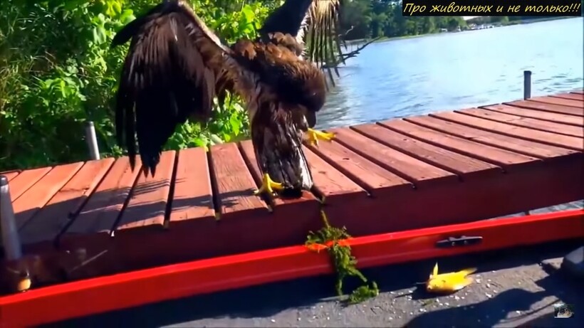 Блог - Видео: Птица на большой скорости рухнула в воду, и рыбаки поспешили ей на помощь Видео: Птица на большой скорости рухнула в воду, и рыбаки поспешили ей на помощь