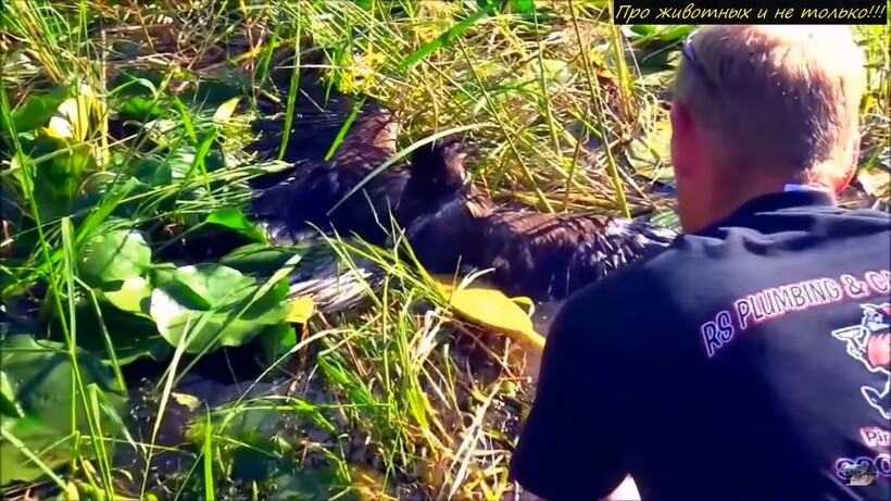 Блог - Видео: Птица на большой скорости рухнула в воду, и рыбаки поспешили ей на помощь Видео: Птица на большой скорости рухнула в воду, и рыбаки поспешили ей на помощь