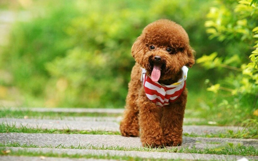 Фото: for-pet.ru Фото: for-pet.ru