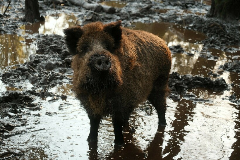 Фото: Torsten Behrens / flickr.com Фото: Torsten Behrens / flickr.com