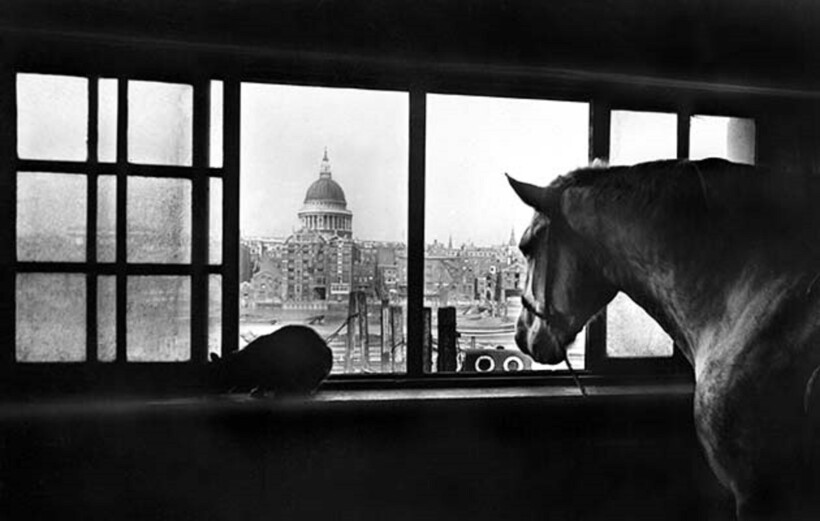 Блог - 9 фотографий многоэтажных конюшен: зачем их строили 9 фотографий многоэтажных конюшен: зачем их строили