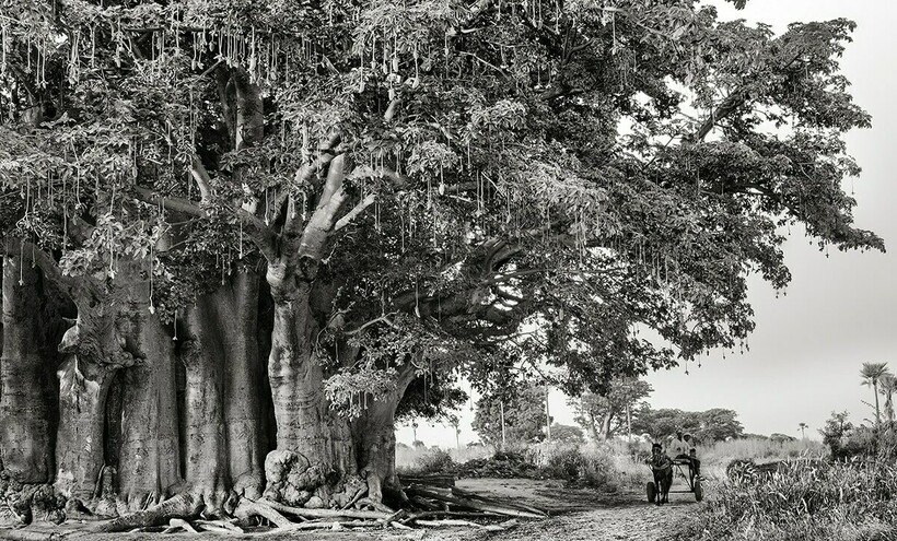 Блог - Как исчезают древние баобабы: фотограф снимает угасающих гигантов из мира деревьев Как исчезают древние баобабы: фотограф снимает угасающих гигантов из мира деревьев