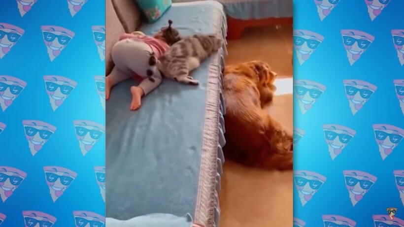 Блог - Видео: Невероятные случаи, когда животные спасали своих хозяев Видео: Невероятные случаи, когда животные спасали своих хозяев