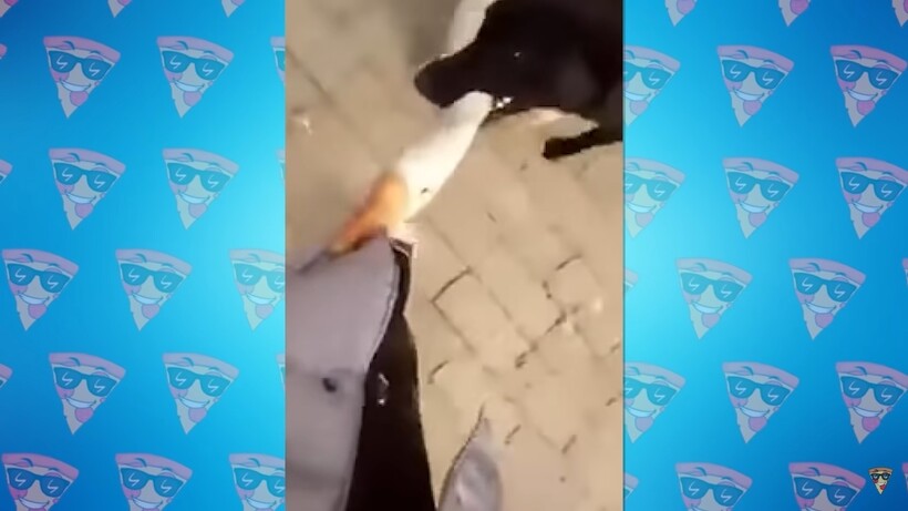Блог - Видео: Невероятные случаи, когда животные спасали своих хозяев Видео: Невероятные случаи, когда животные спасали своих хозяев