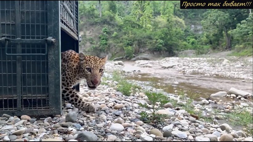 Блог - Во время погони леопард и собака упали в яму, и дальнейшее развитие событий изумляет Во время погони леопард и собака упали в яму, и дальнейшее развитие событий изумляет