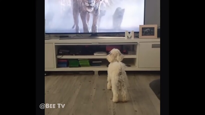 Блог - Видео: Как реагируют домашние животные на фильм «Король Лев» Видео: Как реагируют домашние животные на фильм «Король Лев»