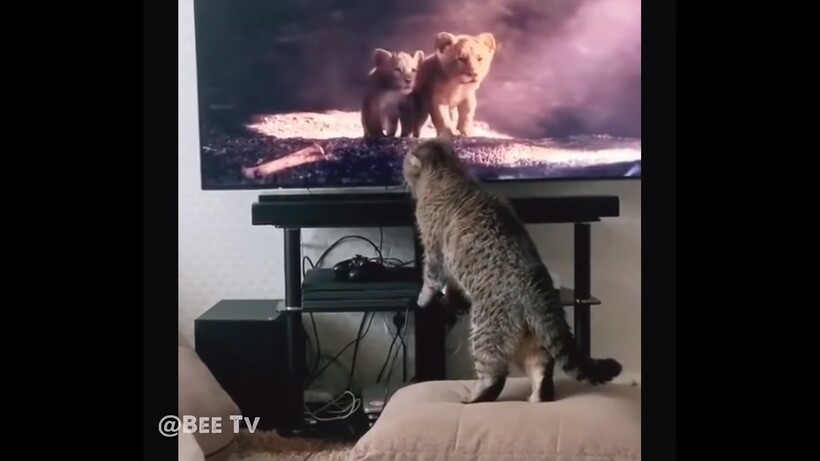 Блог - Видео: Как реагируют домашние животные на фильм «Король Лев» Видео: Как реагируют домашние животные на фильм «Король Лев»
