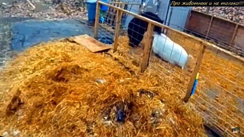Блог - Видео: Как две хрюшки прогнали огромного медведя, пробравшегося в загон отужинать ими Видео: Как две хрюшки прогнали огромного медведя, пробравшегося в загон отужинать ими