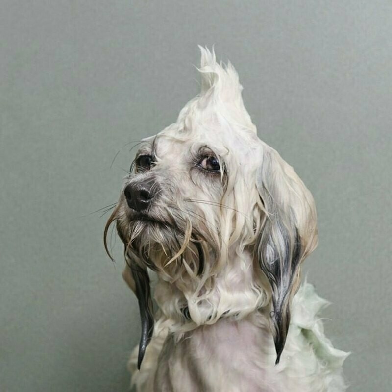 Блог - 16 фото от разных фотографов, которые вывели съемку животных на высший уровень 16 фото от разных фотографов, которые вывели съемку животных на высший уровень