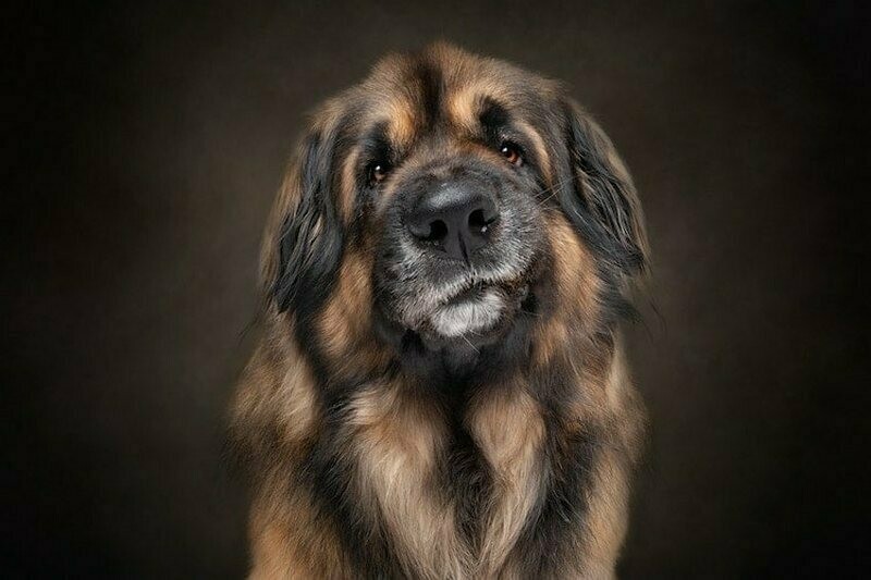 Блог - 16 фото от разных фотографов, которые вывели съемку животных на высший уровень 16 фото от разных фотографов, которые вывели съемку животных на высший уровень