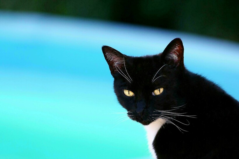 Фото: zeek.0910 / flickr.com Фото: zeek.0910 / flickr.com
