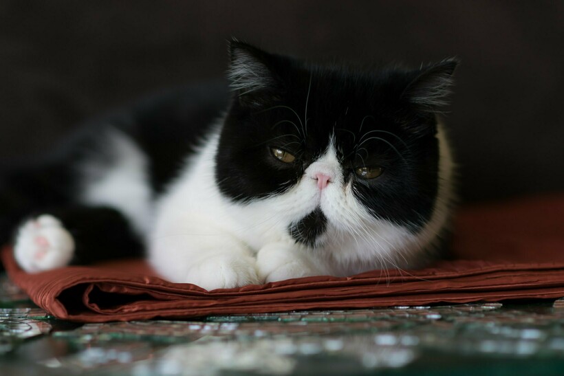 Фото: Exotic ShortHair Chicago / flickr.com Фото: Exotic ShortHair Chicago / flickr.com