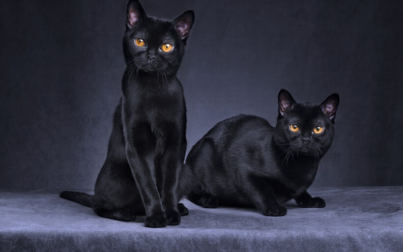 Фото: MorganLeFaye / gettyimages.com Фото: MorganLeFaye / gettyimages.com