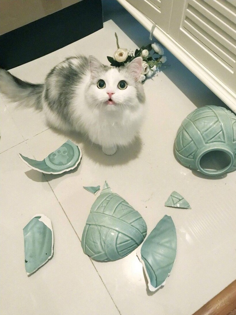 Блог - 16 забавных снимков домашних животных, которые вызывают улыбку 16 забавных снимков домашних животных, которые вызывают улыбку