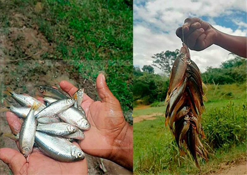 Фото: latribuna.hn Фото: latribuna.hn