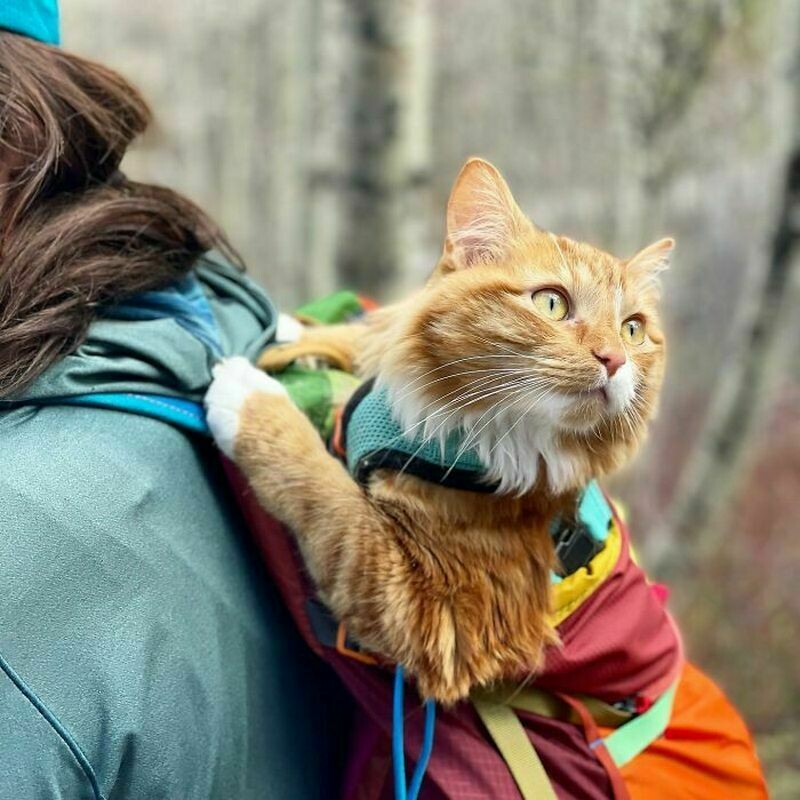 Блог - 16 снимков кота Либхена, который вдохновляет на путешествия с питомцами 16 снимков кота Либхена, который вдохновляет на путешествия с питомцами