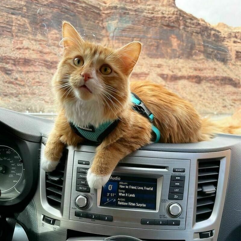 Блог - 16 снимков кота Либхена, который вдохновляет на путешествия с питомцами 16 снимков кота Либхена, который вдохновляет на путешествия с питомцами